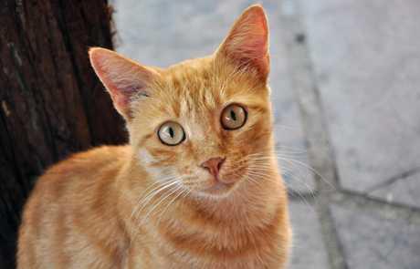 Sterilizacija mačaka