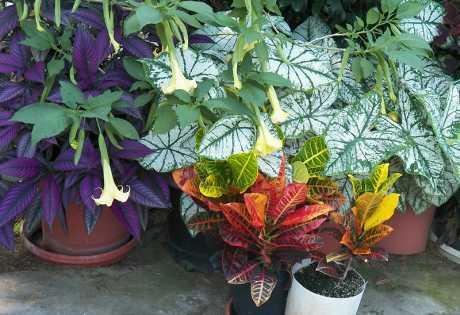 Kućne biljke i ljubimci