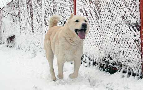 Mrlje na dlaci kod svijetlih pasa