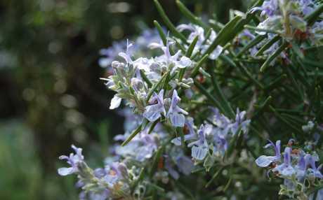 Bilje za pamćenje i koncentraciju