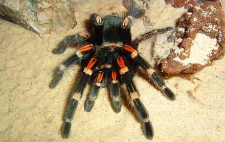 Osiguranje odgovornosti za štetu koju mogu nanijeti egzotične životinje