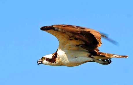 Tko je odgovoran za štetu na vozilu koju uzrokuje ptica na autocesti?