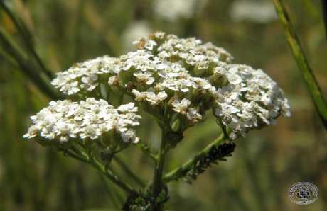 Stolisnik - korisna biljka koju se može naći posvuda
