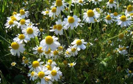 Ta (ne)obična kamilica