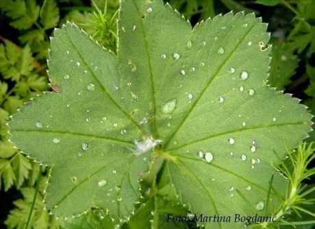 Vrkuta - jedna od najljekovitijih biljaka za žene