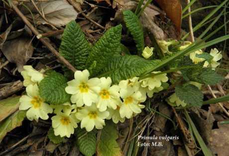 Jaglac – prijatelj respiratornog sustava