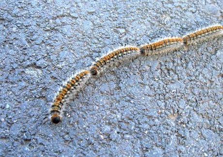 Oprez – gusjenice borovog prelca!