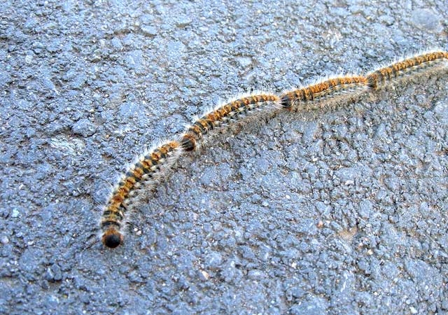 Oprez za vlasnike pasa: Gusjenice borovog prelca mogu izazvati teške reakcije!