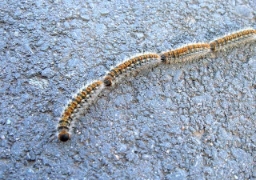 Oprez za vlasnike pasa: Gusjenice borovog prelca mogu izazvati teške reakcije!