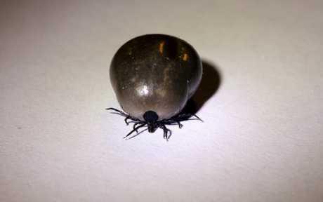 Erlihioza – još jedna bolest koju prenose krpelji