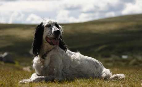 Osteoartritis kod pasa