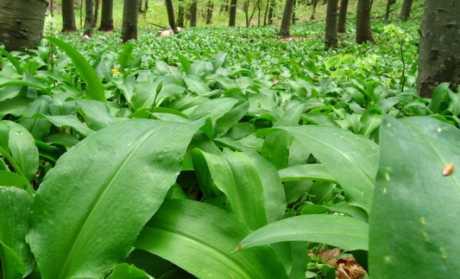 Tragom medvjeđeg luka