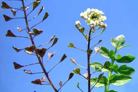 Rusomača – biljka koja zaustavlja krvarenja