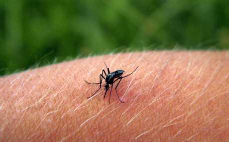 Prirodna sredstva protiv krpelja i komaraca