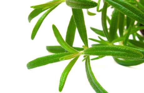 Eterično ulje ružmarina i njegovi kemotipi