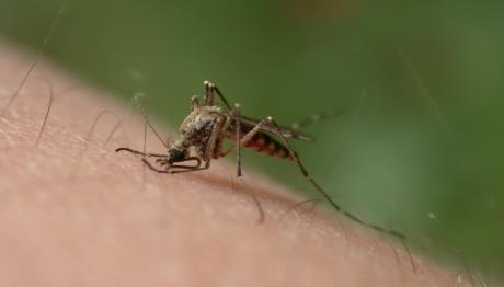 Lišmanioza – opasnost za pse, ali i ljude