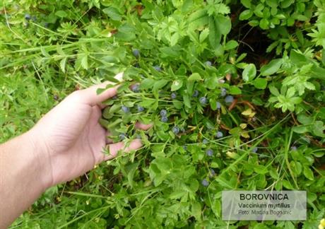 Borovnica – plavo zdravlje