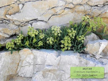 Motar – divlje povrće koje svi poznajemo