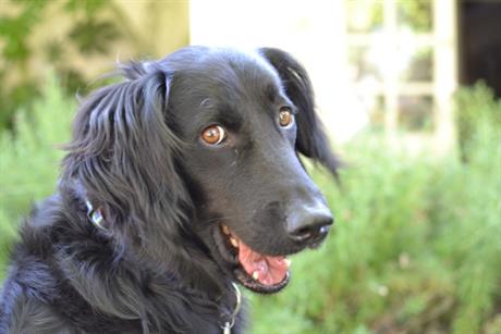 Infekcija larvama muha