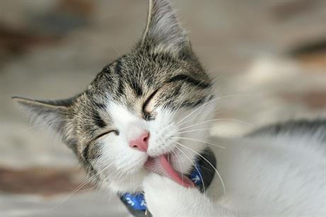 Pretjerano lizanje u mačaka