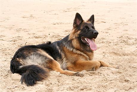 Oboljenje kože i potkožja u okolici anusa