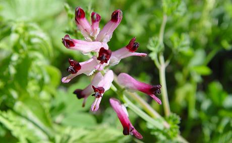 Dimljača - pomoć pri probavi hrane