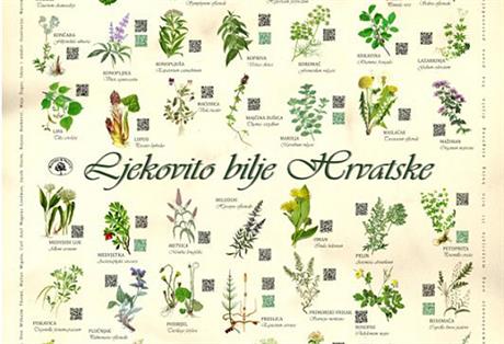 Kada brati koje ljekovito bilje?