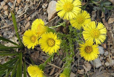Podbijel - jako dobra biljka protiv zimskog kašlja