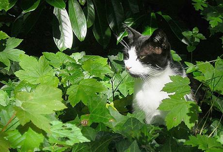 Stadiji bjesnoće i preventiva