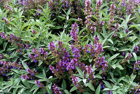 Kadulja, kraljica krša