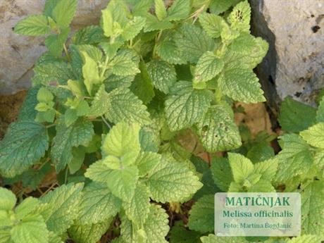 Matičnjak – djeluje antivirusno, jača živce i imunitet