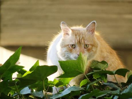 Agresija kod mačaka