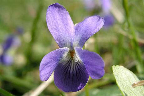 Ljubičica - učinkovita protiv kašlja kod djece