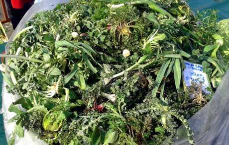 Mišancije divljeg bilja na placi