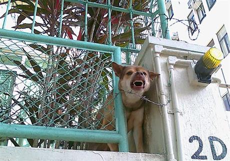 Zašto kastrirati psa?