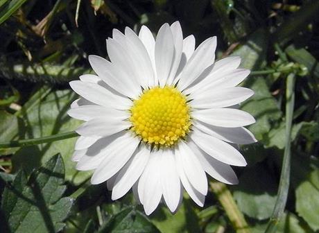 Obična tratinčica - učinkovita kod kožnih problema