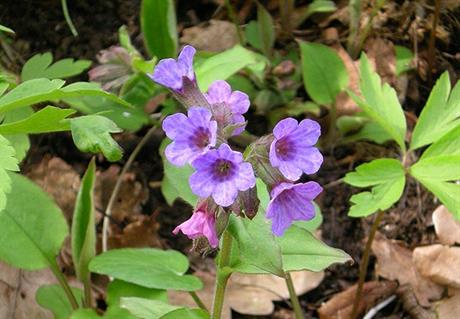 Plućnjak - i jestiv i ljekovit