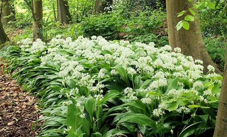 Oprezno s medvjeđim lukom!