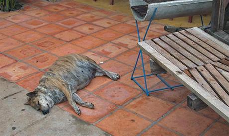 Postupanje kod torzije želuca