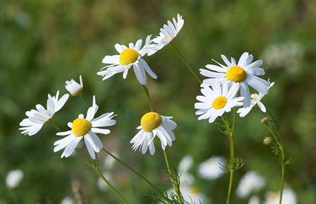 Ljekovito bilje za poticanje rasta kose