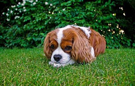 Uzroci torzije želuca u pasa