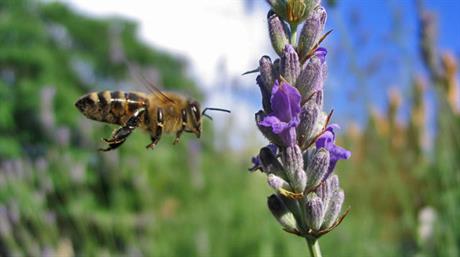 Gdje početnik može učiti o ljekovitom bilju?