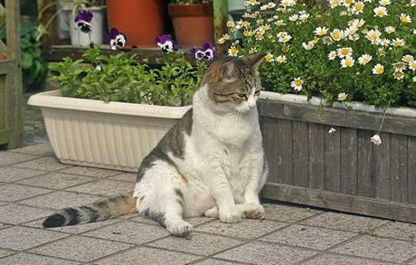 Hepatička lipidoza mačaka