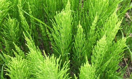 Preslica - diuretik bogat mineralima