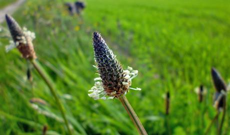 Ljekoviti sirup od uskolisnog trpuca