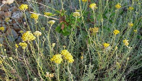 Smilje izravnava bore i pomlađuje kožu
