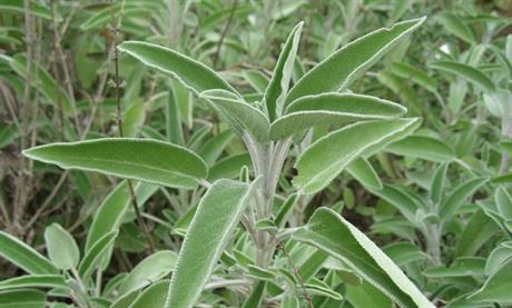 Biljem protiv gljivičnih infekcija kože