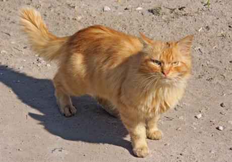 Kožna gljivična oboljenja