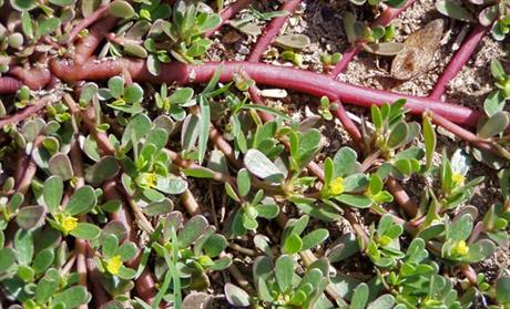 Tušt - ljekoviti korov koji se može i jesti