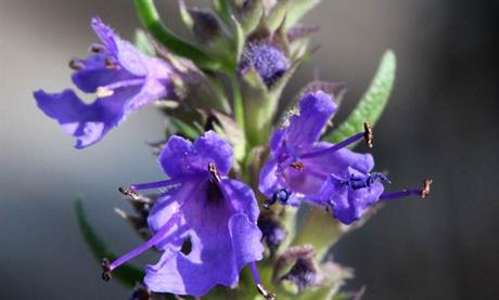 Miloduh - mnogostruko ljekoviti dobri kućni duh